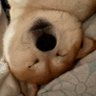柴犬モナカのぐーたら日記's profile picture
