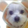 Profilbild von 豊️【映画、音楽、小説好き】🩵ひかるん推し💎・🎀🌼えみちゃん推し🍓🐈⬛
