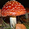Фото профиля 赤いキノコ