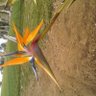 The Magnificent Green Parrot of NWO's profile picture