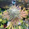 WeedLover profil fotoğrafı