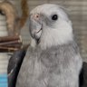 にょにょきち's profile picture