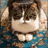 Profilbild von 猫大好き