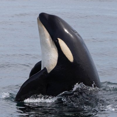 komorebi_orca's profile picture