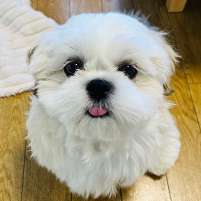 Olaf_ShihThu's profile picture