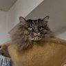 Фото профиля こーじー