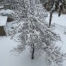Lima 的头像