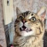 Profilbild von Haru