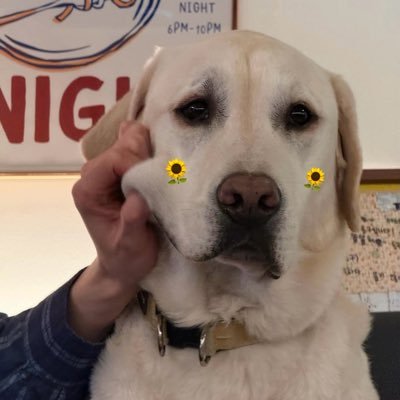ɪs ᴍʏ sᴜɴғʟᴏᴡᴇʀ.파이 🌻's profile picture