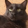 Profilbild von Denise e seus pets 🐱🐶🌵🧙‍♀️🍴🐉🦈🍉