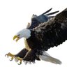 Aquila profil fotoğrafı