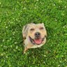 i Have A Cute Dog profil fotoğrafı