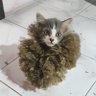 Zenki shimitora profil fotoğrafı