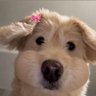 more.min ¨̮ ༘ 🐶 profil fotoğrafı