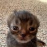 Swick 的头像