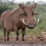 The real warthog's profile picture