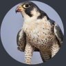 Ali's profile picture
