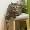 Leo's profile picture