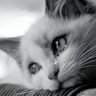 Profilbild von amona