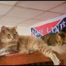 4 catbillies 的头像