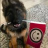 Profilbild von DoggoFV