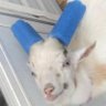 Profilbild von Tj_Goat