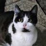 Rizz's profile picture