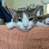 erizou profil fotoğrafı