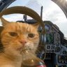 Profilbild von Paw force 🐾