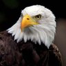 EAGLE 的头像