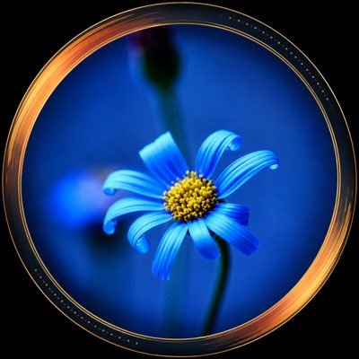 _NOURA9171's profile picture