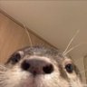 Nutria Xeneize 的头像