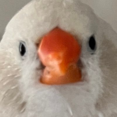 ハタハタDX/ハタハタ通商's profile picture