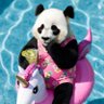 Фото профиля Foufou_Panda🐼📉 #PlusJamaisPS