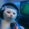 Profilbild von Mr Bash