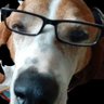liberty hound profil fotoğrafı