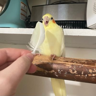 🦜's profile picture