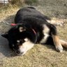 狛村弧轍🐕's profile picture