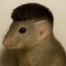 Rat profil fotoğrafı