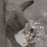 cat raigbaiter⚛️'s profile picture