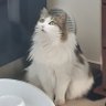 Cri Gaby profil fotoğrafı
