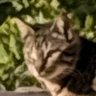 Profilbild von Noor Boudiaf
