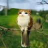 Daily Meowl's profile picture
