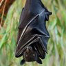 Bat 🦇 profil fotoğrafı