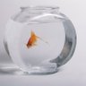 Mobula Auratus's profile picture