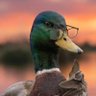 Sarcastic Duck's profile picture