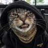 Фото профиля StreetCat