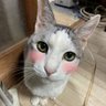 Ryoko Azuma's profile picture