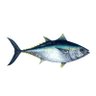 atun tranquilisimo en el agua profil fotoğrafı