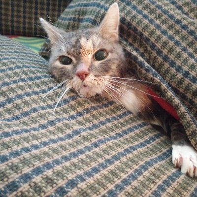 F0rL0rN's profile picture